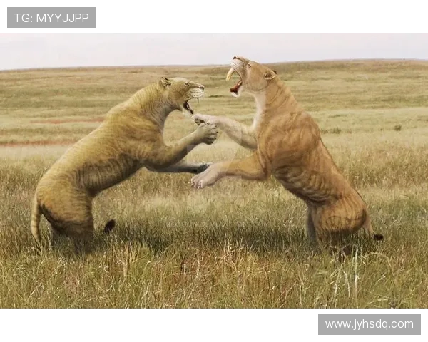 美国队与安哥拉激战正酣谁将赢得这场篮球盛宴的胜利